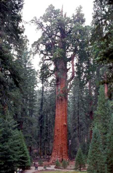 arbres en danger !