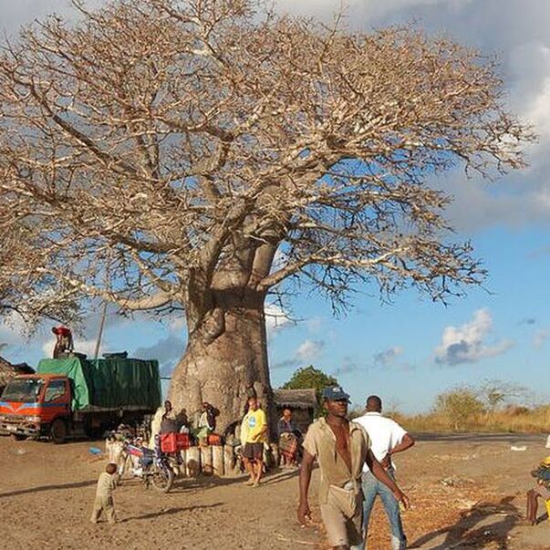 Plus de 300 usages pour les baobabs d'Afrique, victimes du changement  climatique