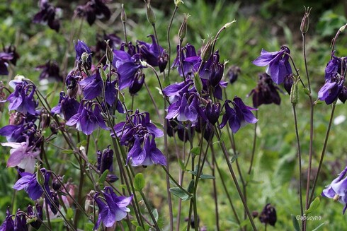 La nature au jardin