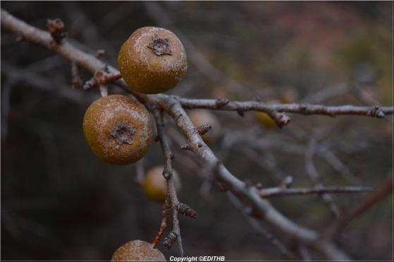 PHOTOS DE POMMES SAUVAGES