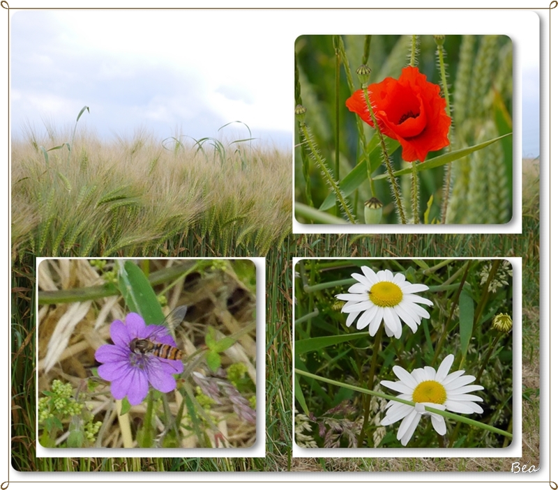 Couleurs de Normandie