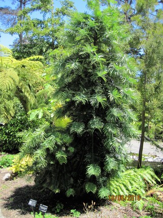 Wollemia nobilis (Araucariaceae) Australie