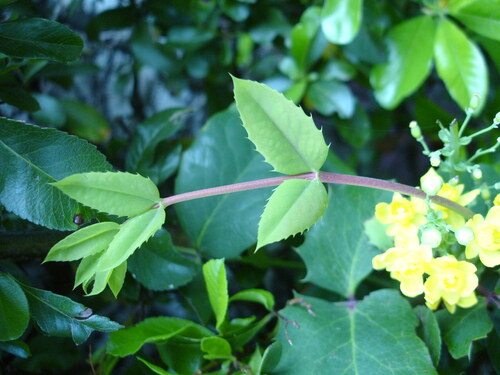 21 avril '14 - Quelques plantes comestibles de mon quartier