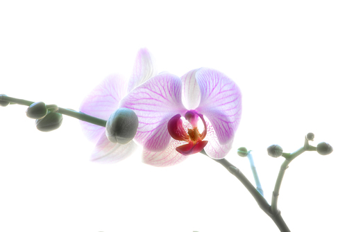 Macro orchidée!