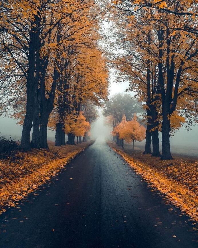 Peut être une image de arbre, brouillard, route et nature