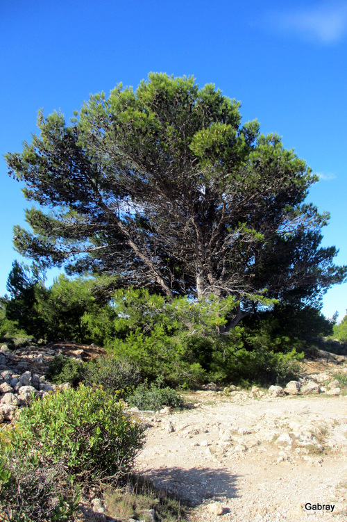 Sur la falaise de La Franqui ...