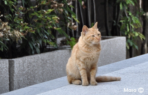 日本の猫 chats japonais
