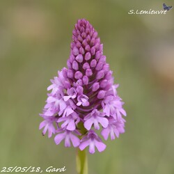 #375 Anacamptis pyramidalis