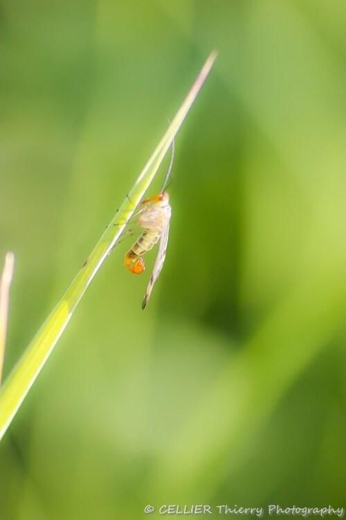 Panorpa communis - la mouche scorpion - mâle - saint jean de chevelu - savoie - octobre 2018