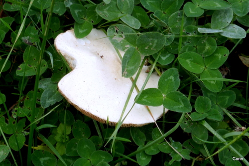 Des champignons dans mon jardin 