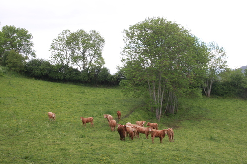 20.05.2024..Rando sous la pluie à Saint Floret.9 kms