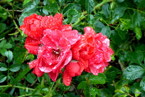 Roses rouges après la pluie !