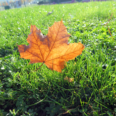 promenade photographique du 26 octobre au 3 novembre 