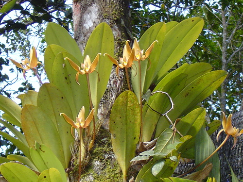 BORNÉO, le Parc National de Kinabalu