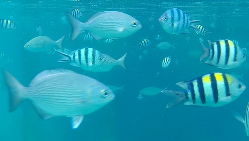 Malacca/Pulau Tioman