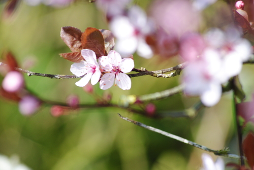 Le printemps!