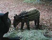 Les tapirs