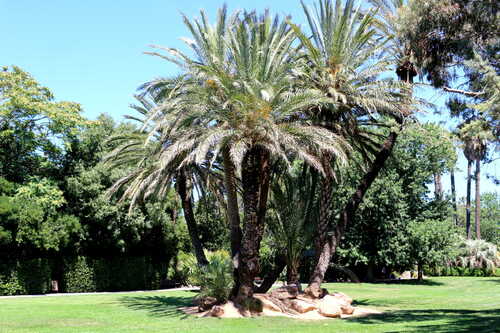 jardin Hyères les palmiers