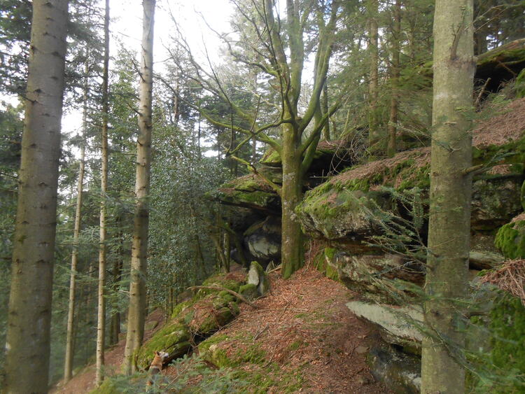 Vosges-Forêt d'Eloyes