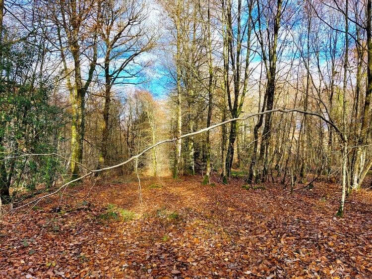 Quand le mardi c'est forêt où j'ai enlacé un arbre