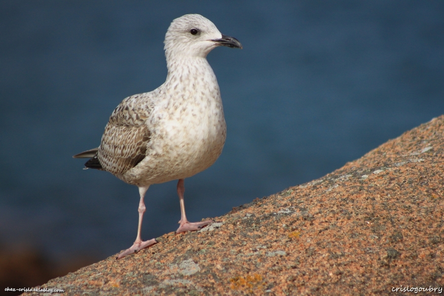 Goeland argenté