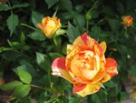 Photos de Roses