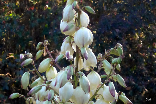 Les fleurs du yucca 