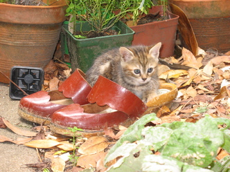 Paroles de chats