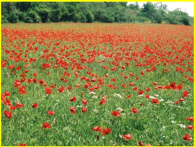 comme un  coquelicot