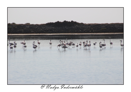 Flamant rose à Gruissan 