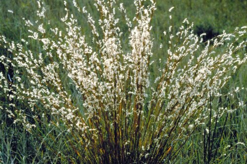 Fleurs cultivées : Schizachyrium scoparium