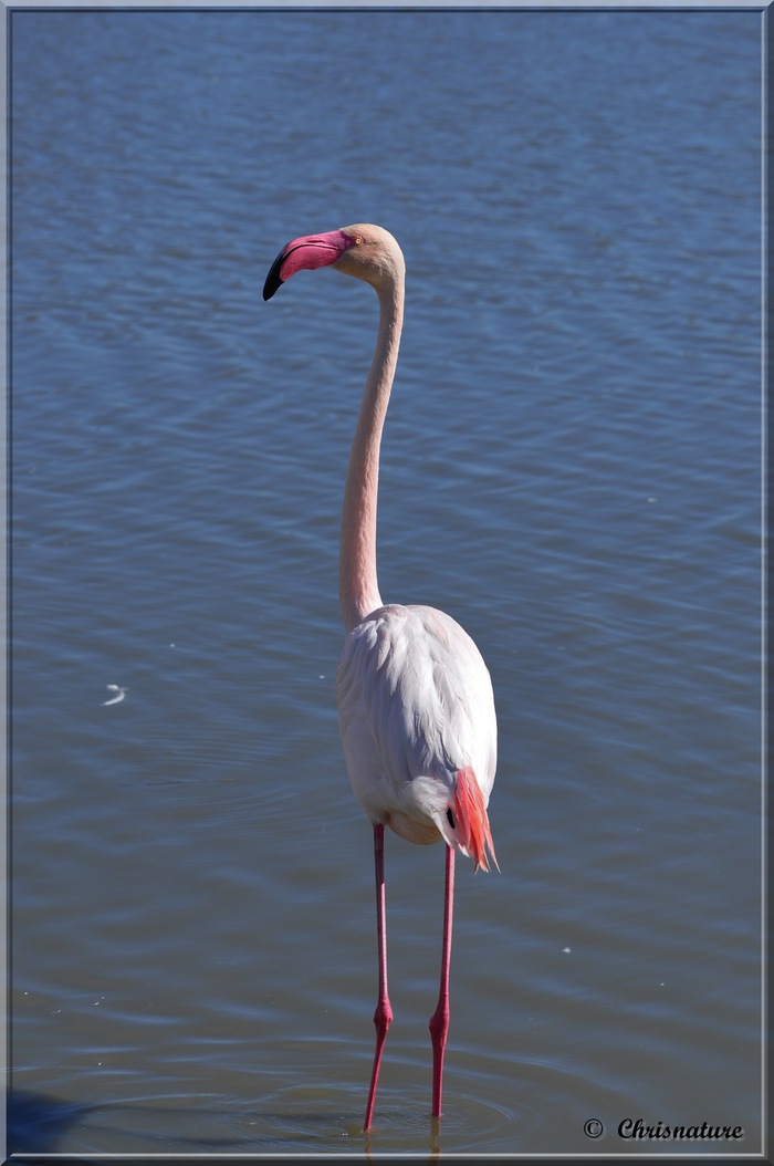 Flamant Rose