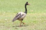 Oiseaux