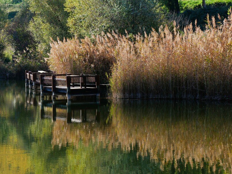 2024.11.01 Automne au lac Saint-André (département Savoie)