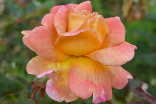 Le cartoscope du mercredi 17 novembre 2021