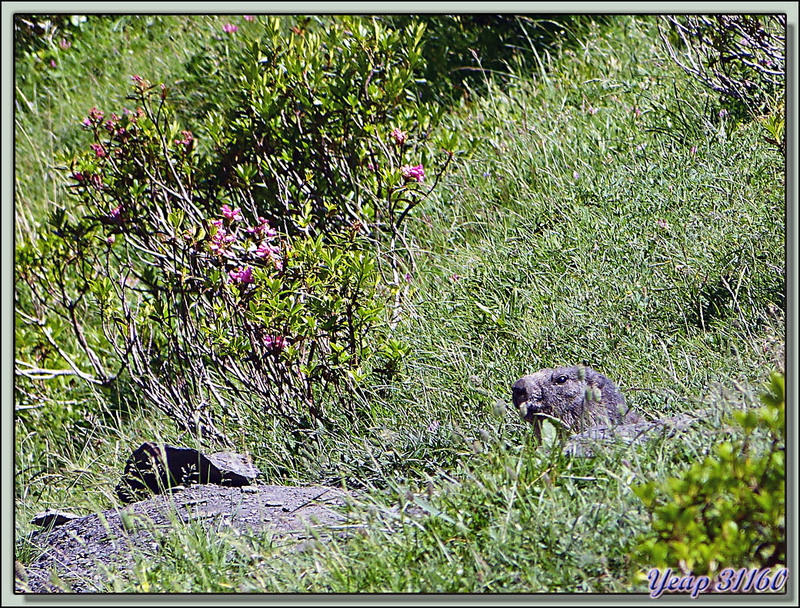 Marmottes curieuses mais prudentes - Val d'Esquierry - Oô - 31  (Faune)