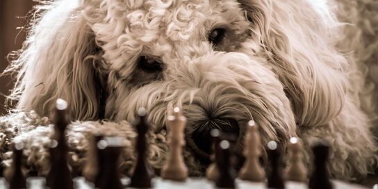 Résultat de recherche d'images pour "chien qui joue à un jeu de société"