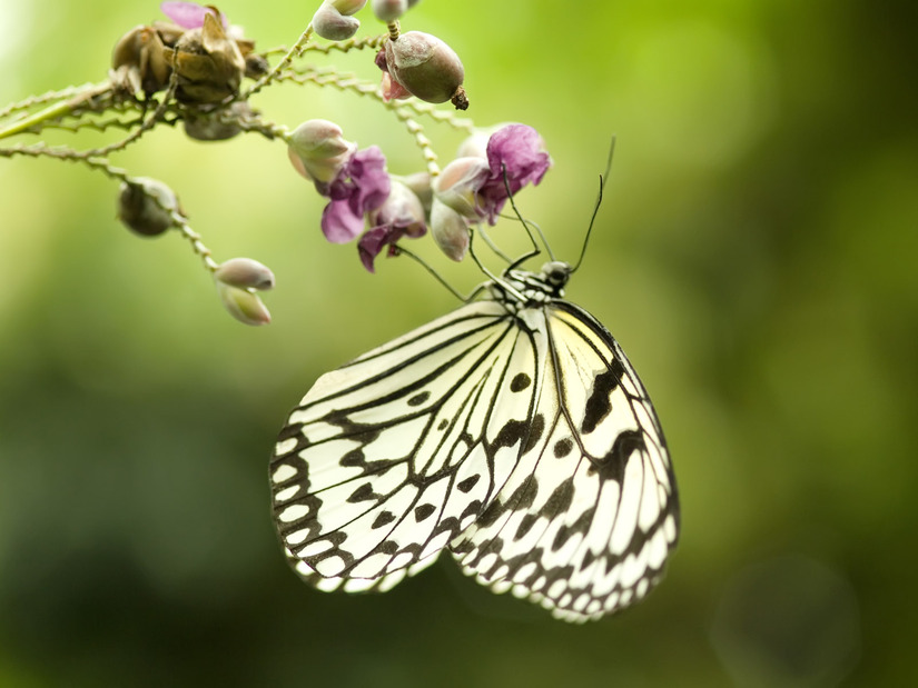 5 images de Papillons