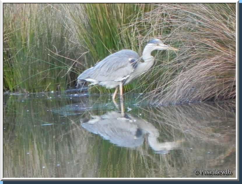 Un tour au parc ornithologique du Teich 