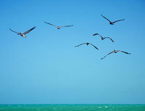 season birds migration flying blue sky 