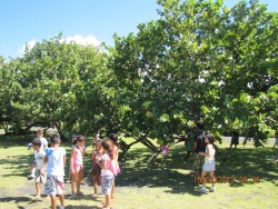 Visite à Papara, notre commune