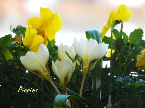 PROMENADE AU MILIEU DES CROCUS DE MON BALCON