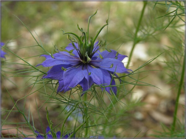 Nigelle de Damas