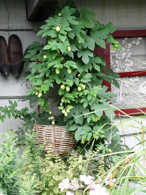 Le houblon doré (humulus lupulus)