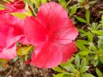 Identification par les fleurs !