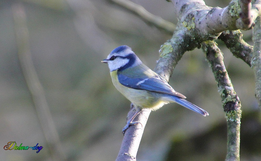 mésange bleu