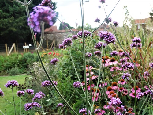 De la couleur au jardin!