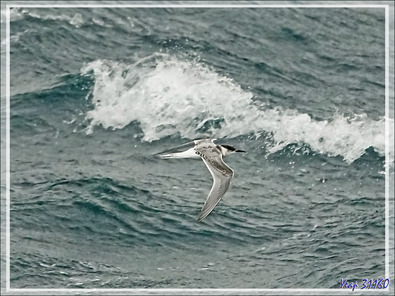 Sterne arctique juvénile, Arctic Tern (Sterna paradisaea) - Gough Island - Archipel de Tristan da Cunha