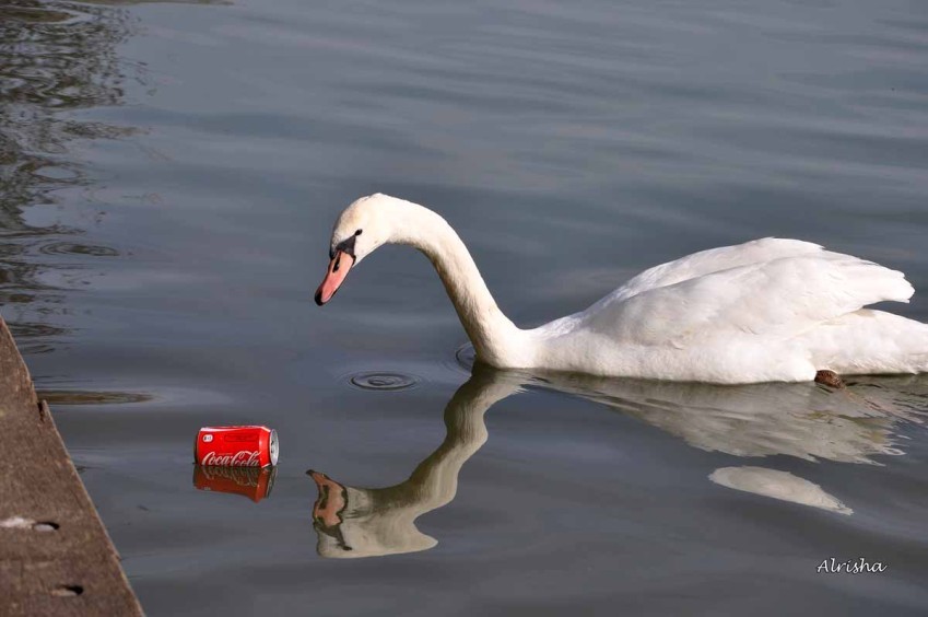 cygne et coca