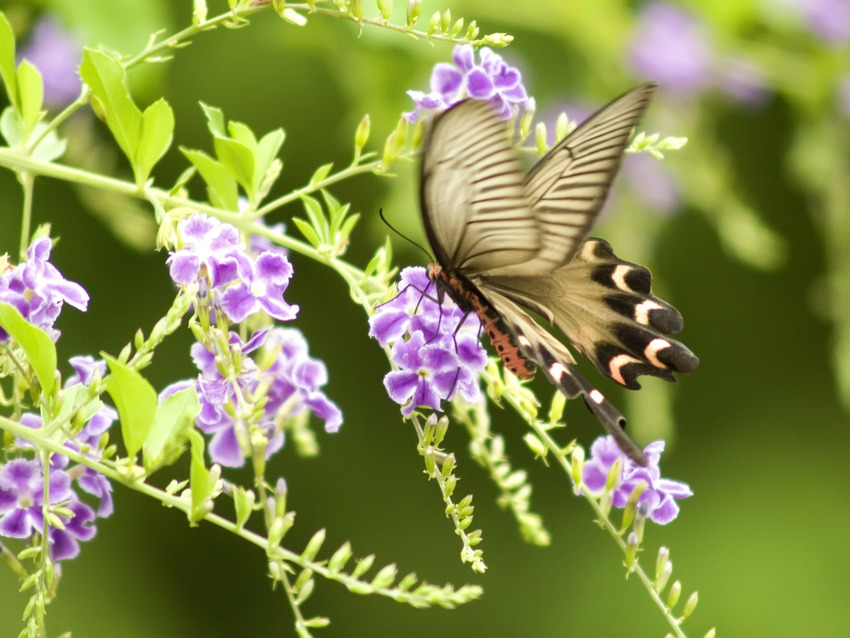 5 Images de Papillons